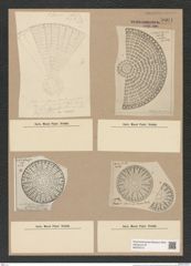 Arachnodiscus sp. (de-Toni-Nr.: Genus 204) Zeichnungen Sammlung Grunow Nr. 9004 (NHMW-BOT-W0378710)